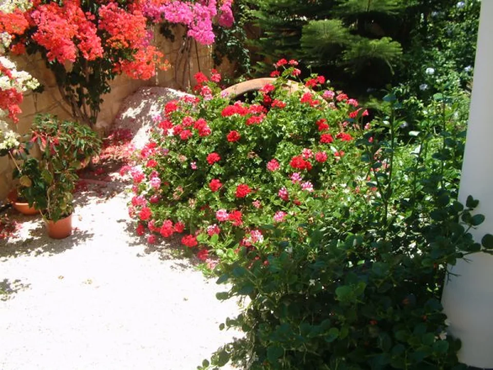 Red and pink flowering garden path